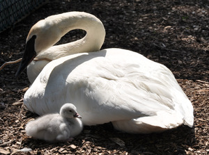 Swan Swan